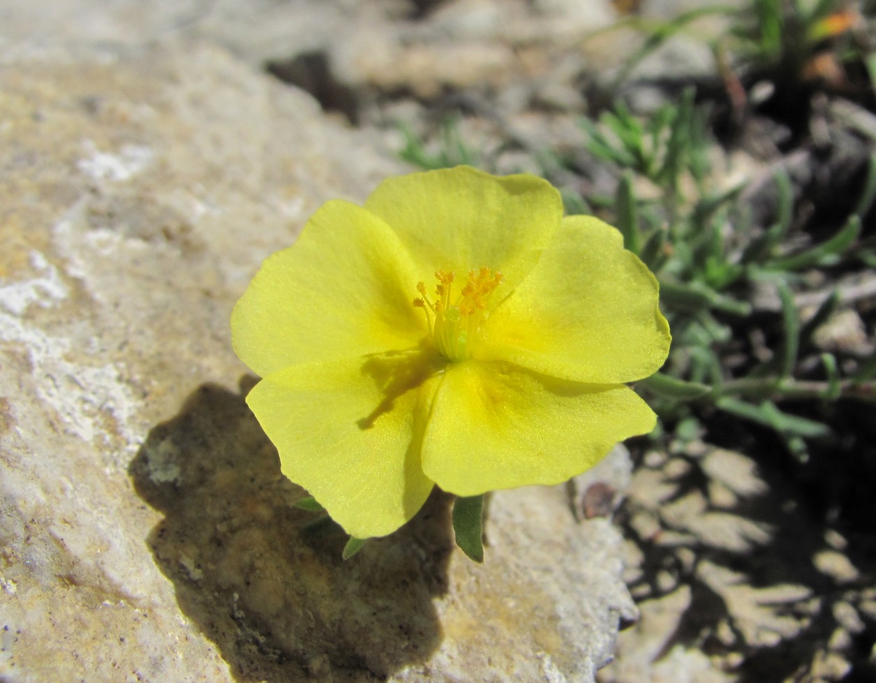 Image of Fumana procumbens specimen.