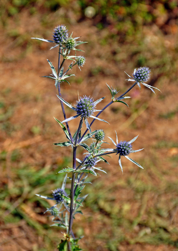 Image of Eryngium planum specimen.