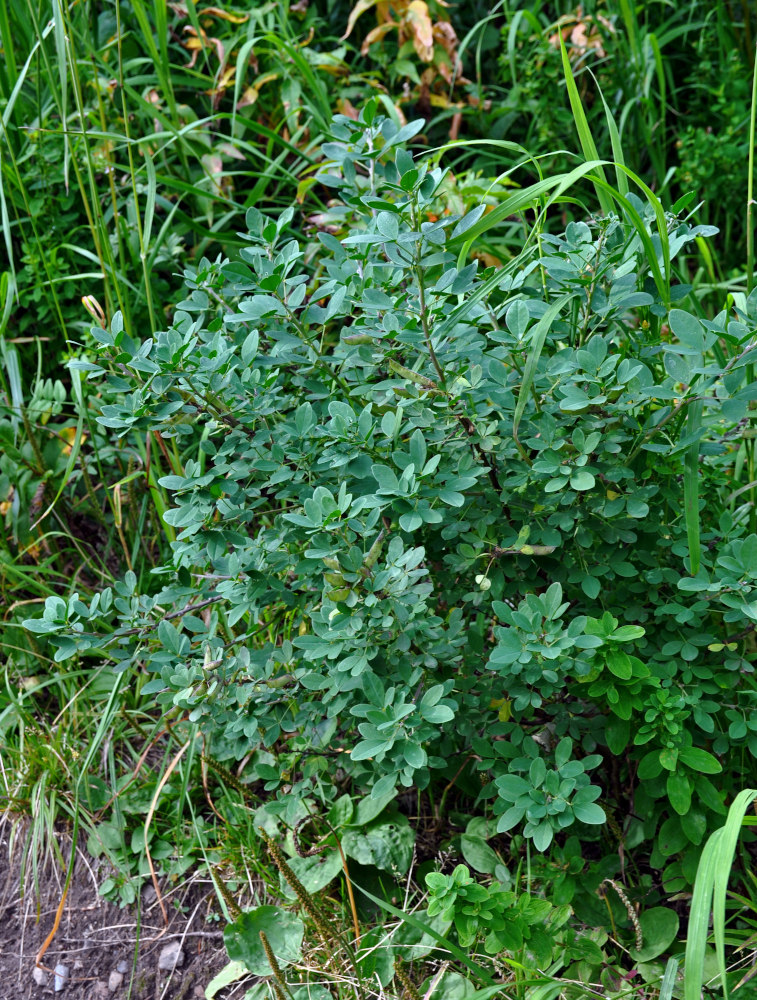 Изображение особи Chamaecytisus ruthenicus.