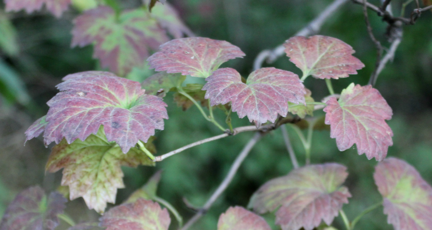 Image of Viburnum koreanum specimen.