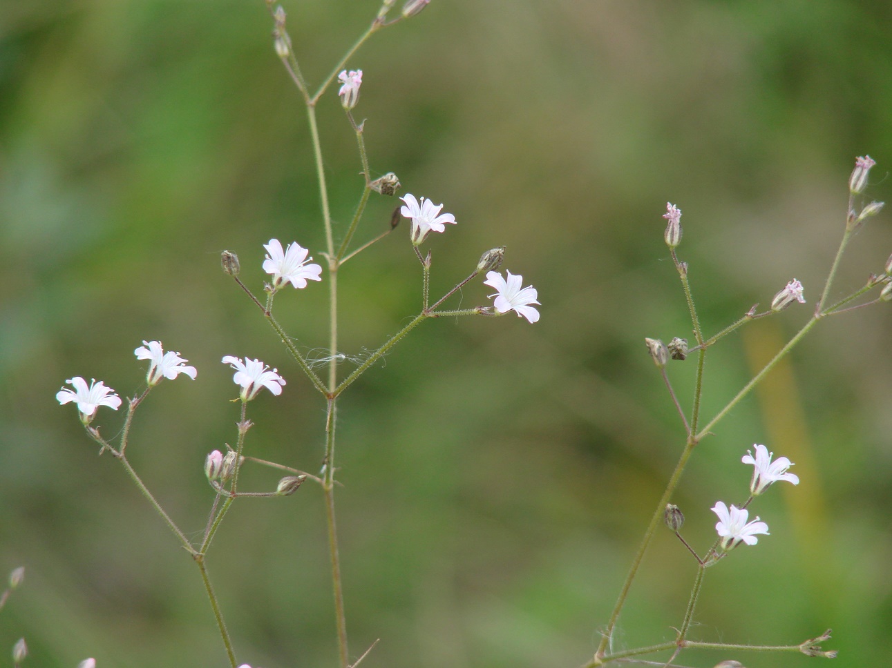 Изображение особи Gypsophila scorzonerifolia.