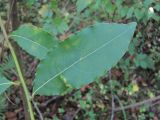 Laurus nobilis. Лист с галлами. Краснодарский край, Сочи, окр. мкр. Хоста, лес. 04.11.2019.