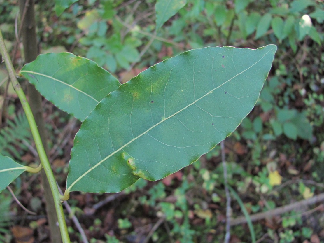 Изображение особи Laurus nobilis.