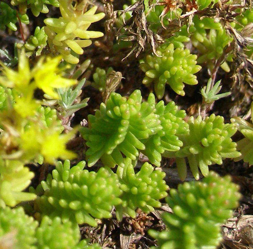 Изображение особи Sedum sexangulare.