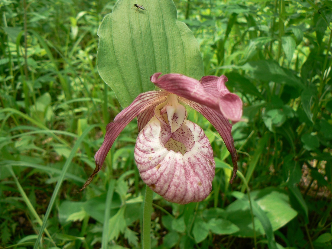 Image of Cypripedium &times; ventricosum specimen.