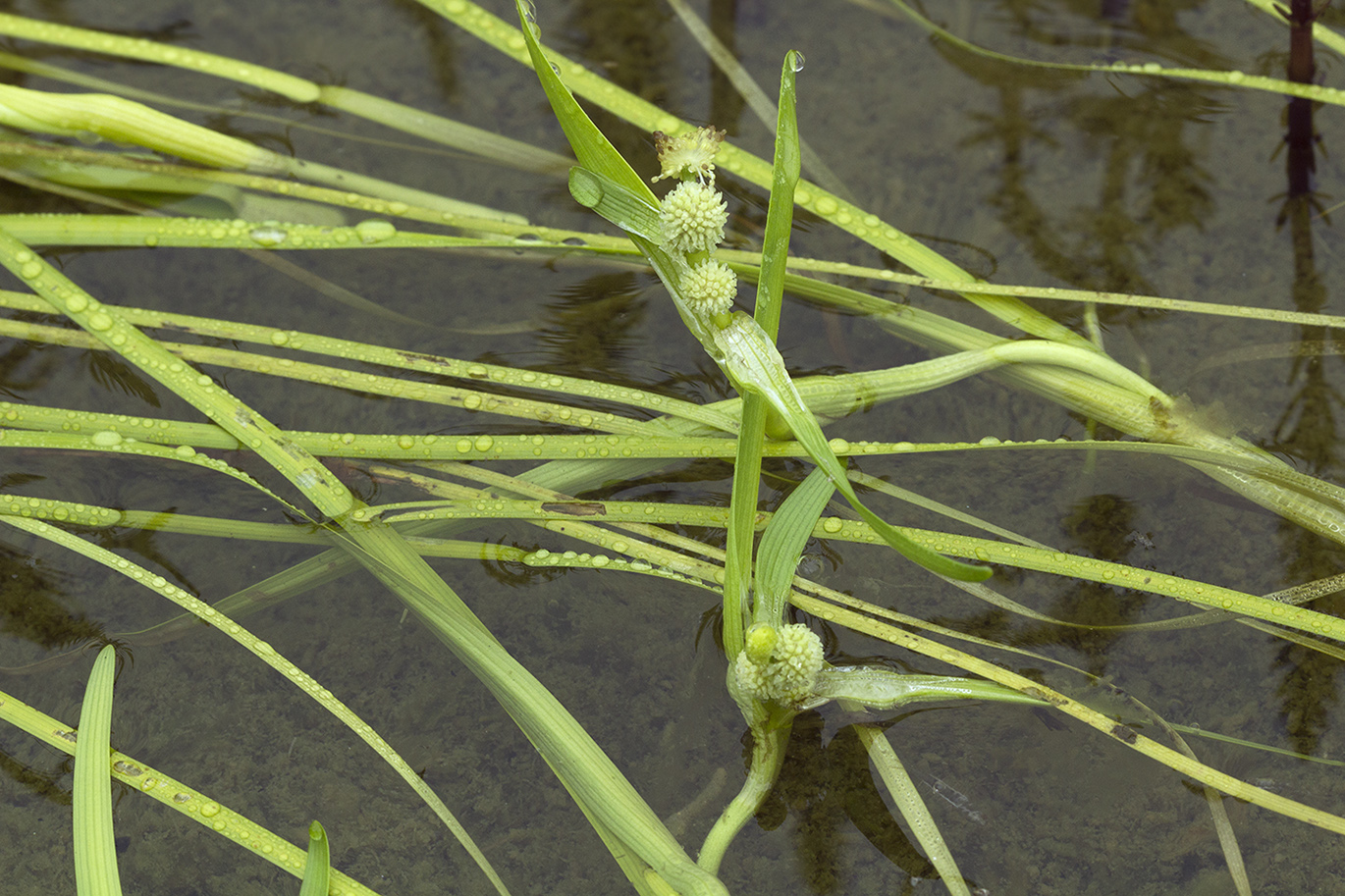 Image of Sparganium hyperboreum specimen.