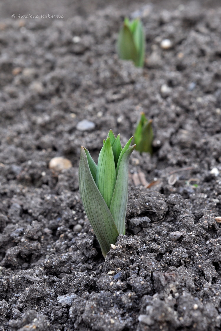 Image of Fritillaria pallidiflora specimen.