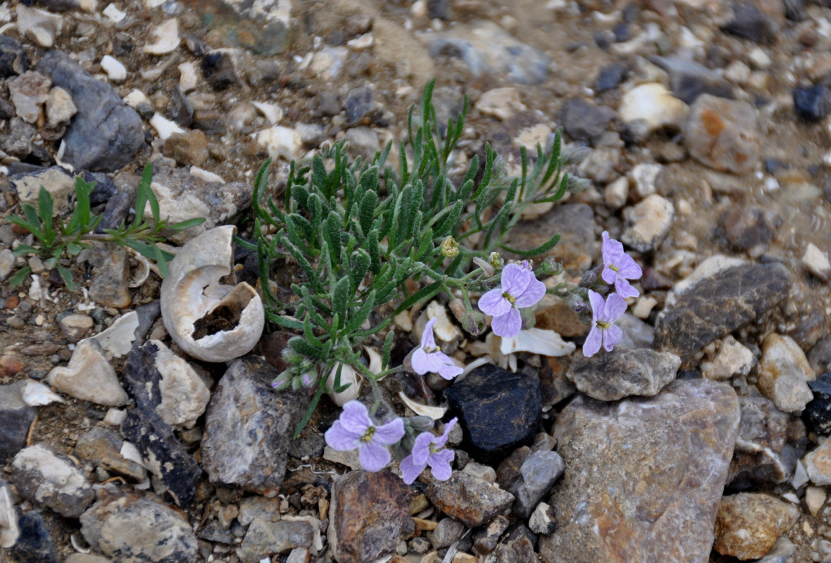 Image of Dontostemon perennis specimen.