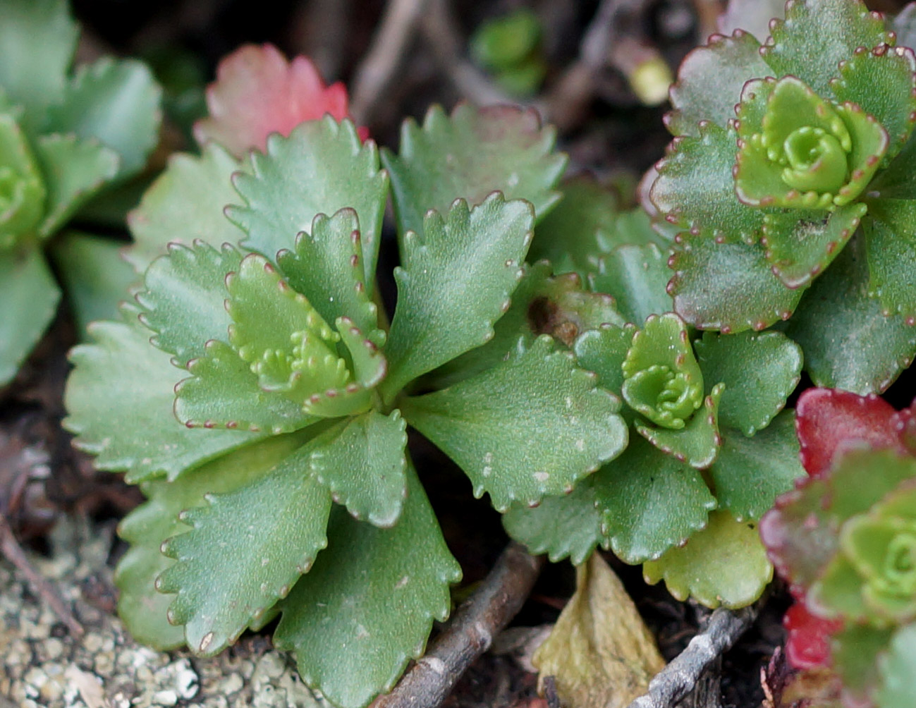 Изображение особи Aizopsis hybrida.