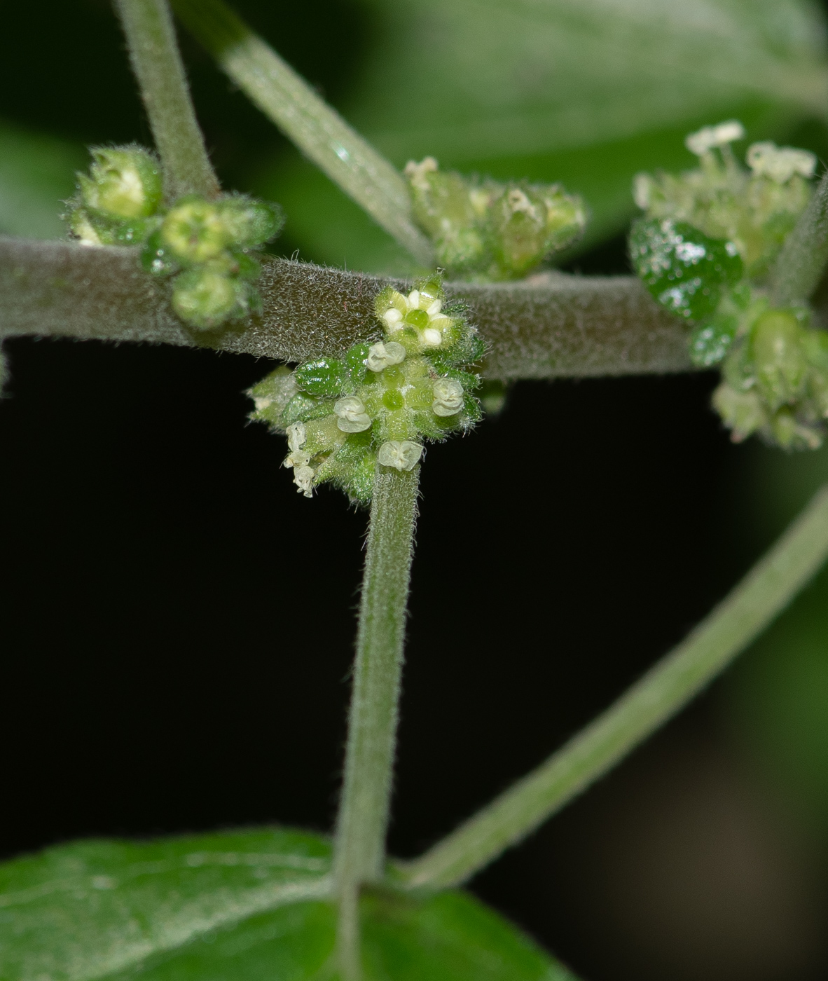 Image of Parietaria elliptica specimen.