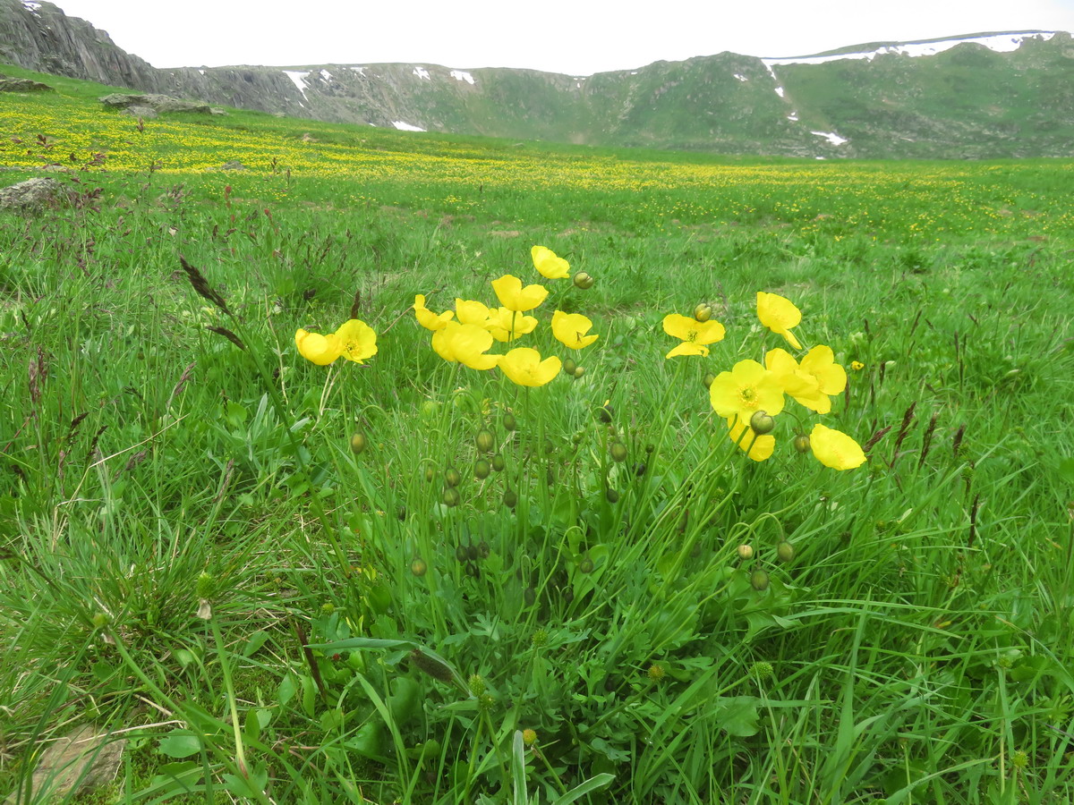 Изображение особи род Papaver.