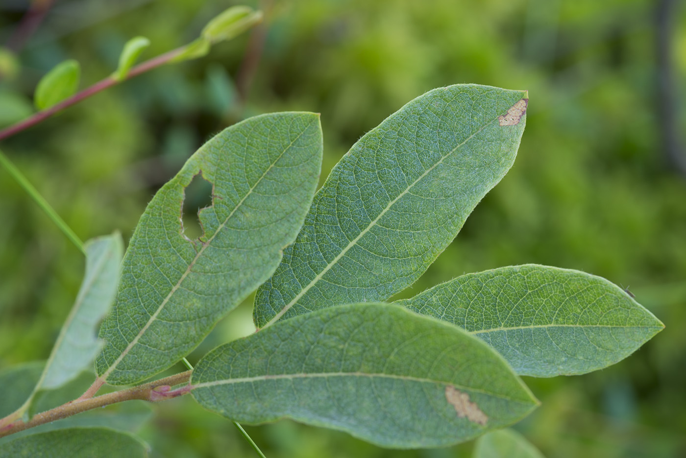 Image of genus Salix specimen.