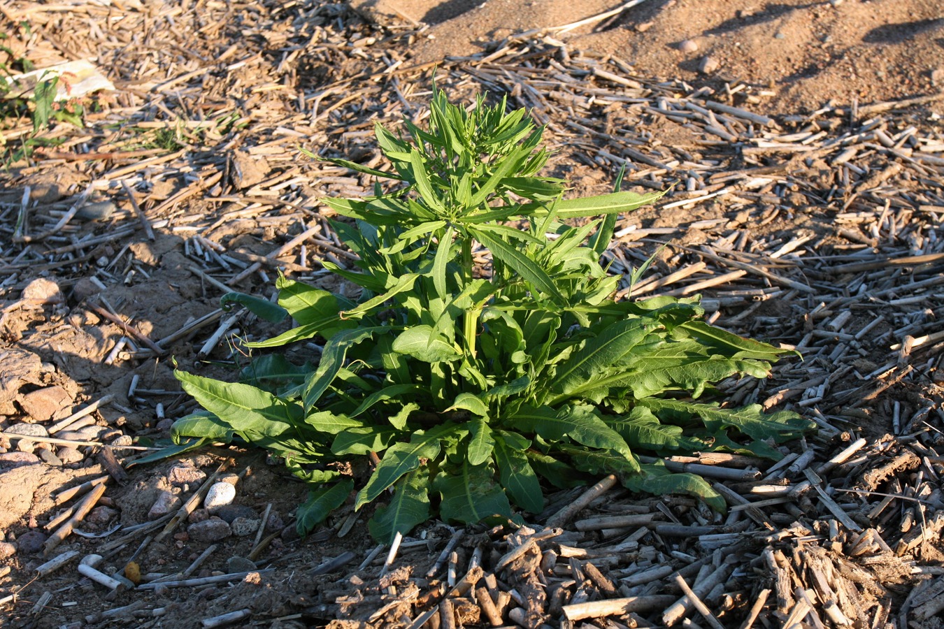 Изображение особи Rumex maritimus.