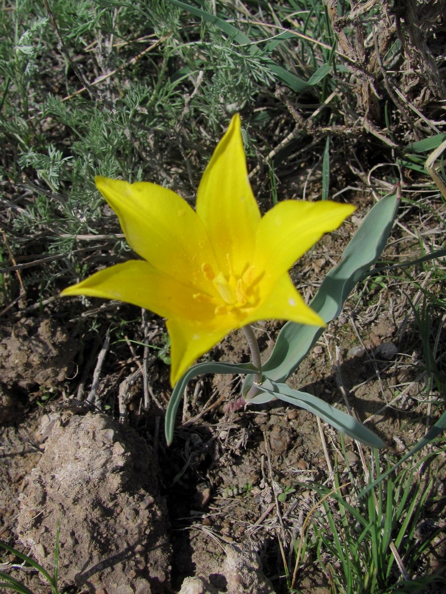 Image of Tulipa altaica specimen.