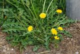 Taraxacum officinale