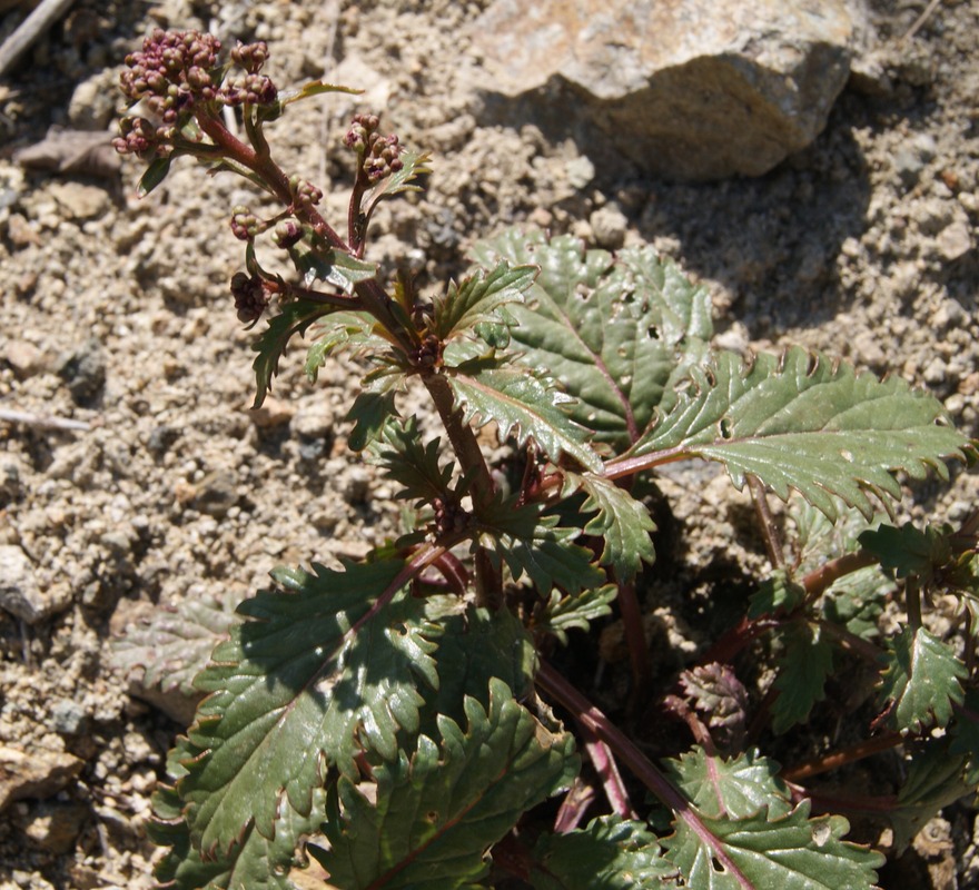 Изображение особи род Scrophularia.