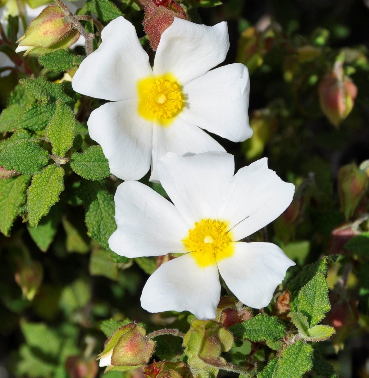 Image of Cistus salviifolius specimen.