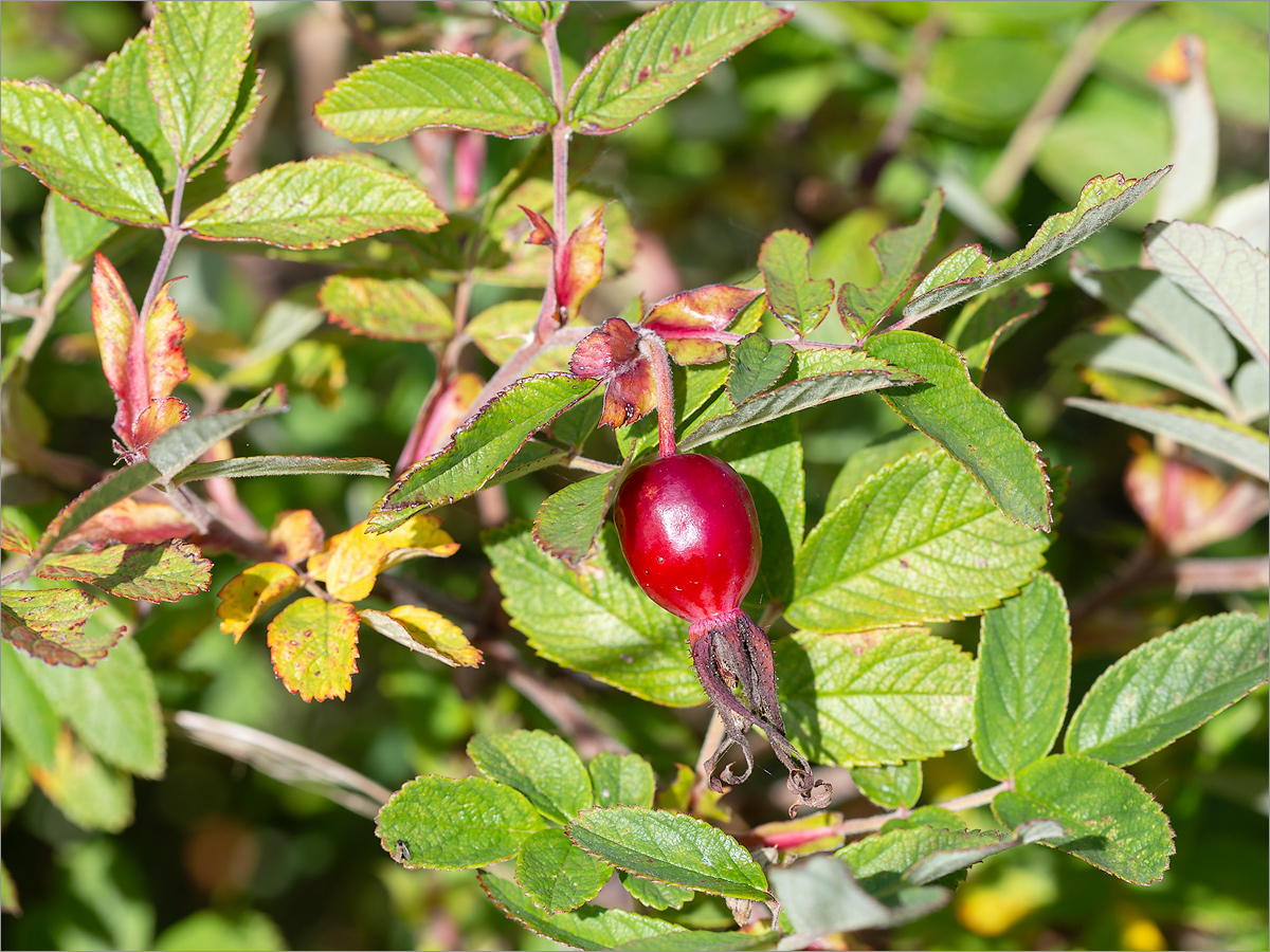 Image of Rosa cinnamomea specimen.