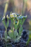 Valerianella locusta. Цветущие растения. Ростовская обл., Азовский р-н, окр. хут. Лагутник, пересохший пойменный луг. 13.04.2020.