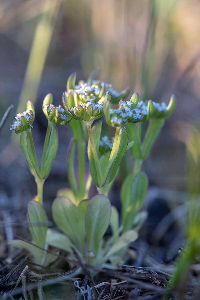 Изображение особи Valerianella locusta.