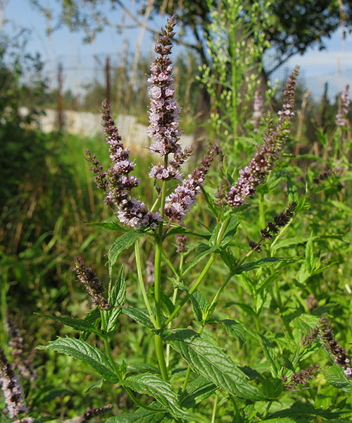 Изображение особи Mentha spicata.