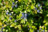 Myrtus communis