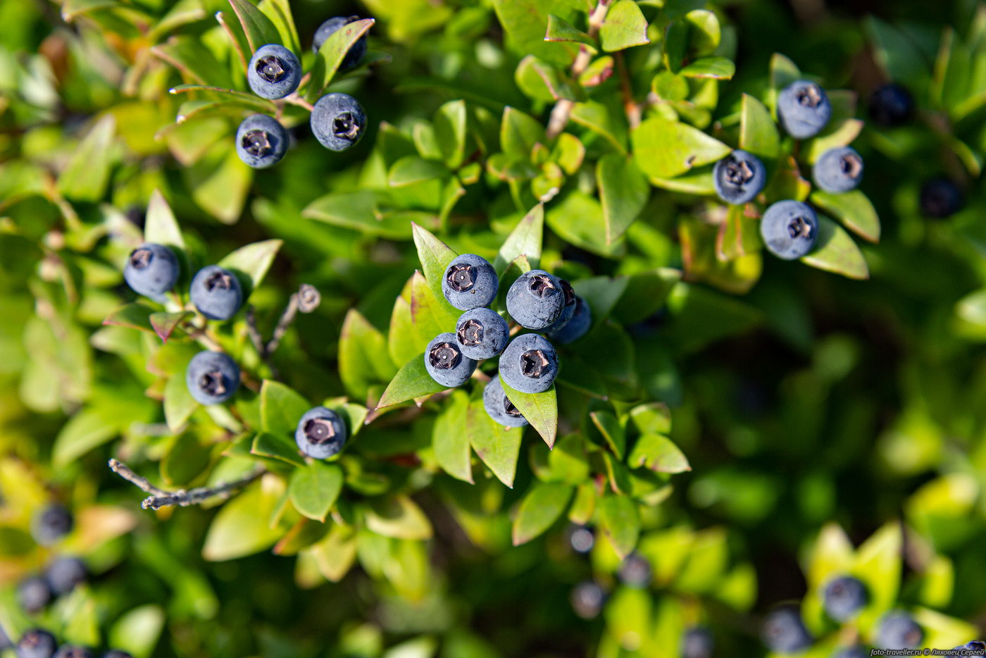 Image of Myrtus communis specimen.