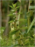 Lycopus europaeus. Верхушка цветущего растения. Чувашия, г. Шумерля. 23 августа 2010 г.
