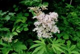 Filipendula palmata