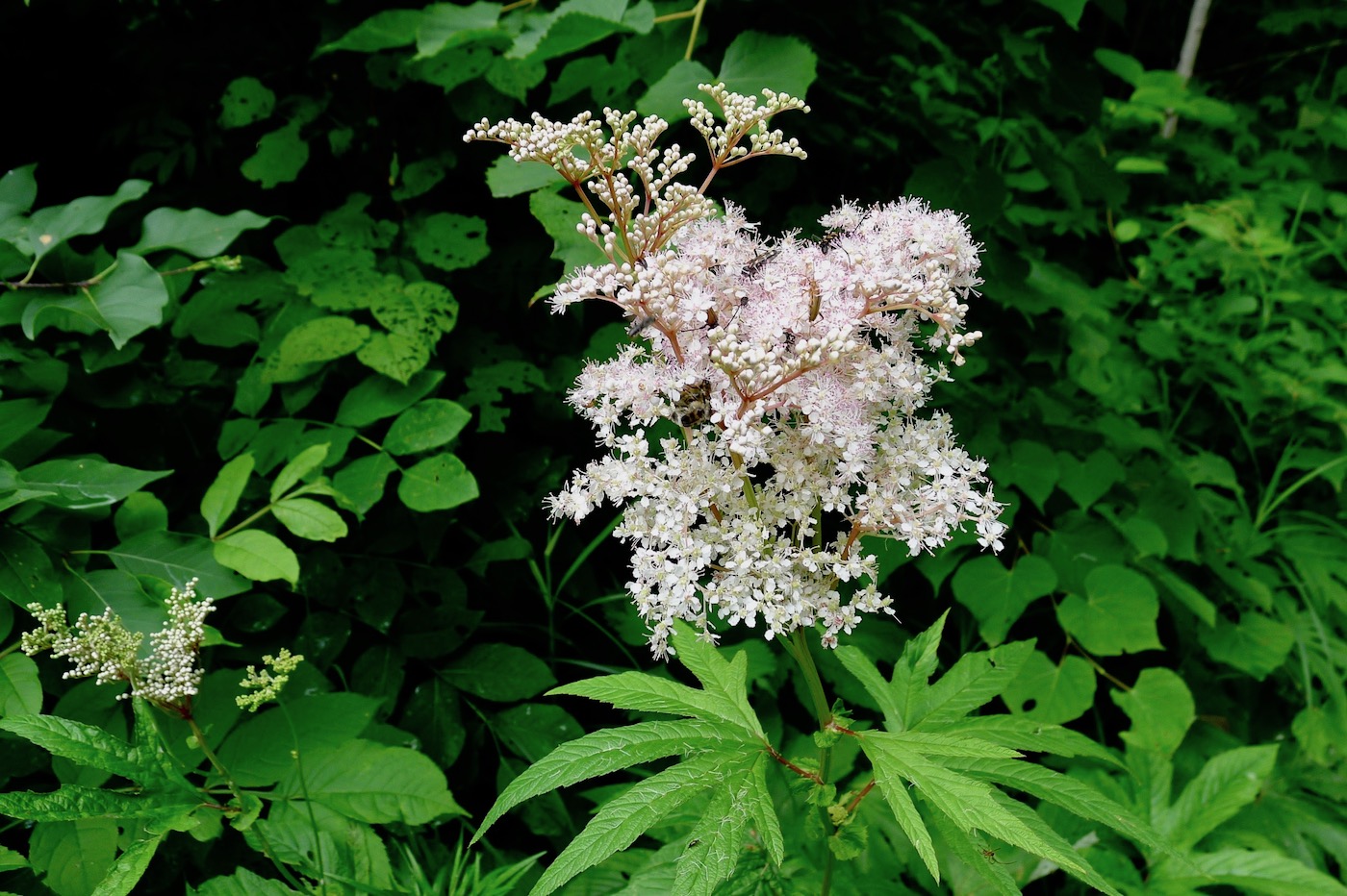 Image of Filipendula palmata specimen.