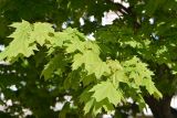 Acer platanoides