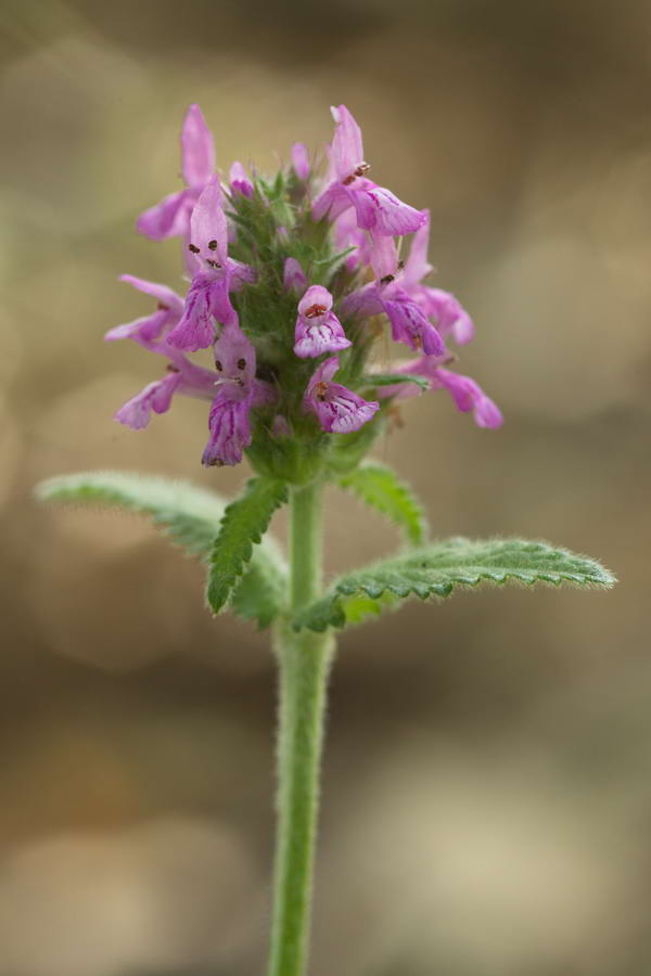 Изображение особи Betonica officinalis.