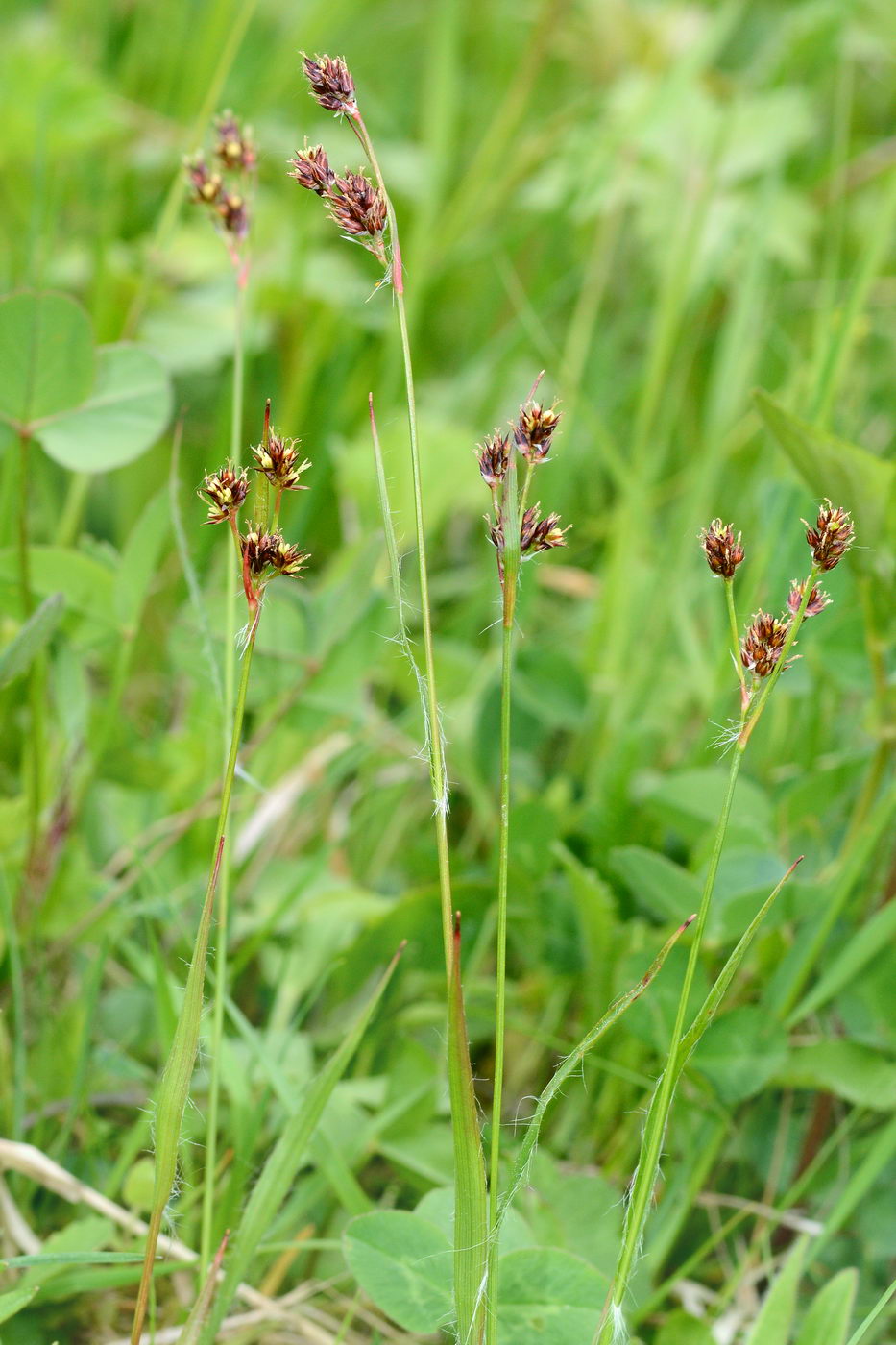 Изображение особи Luzula multiflora.