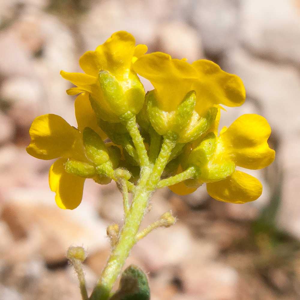 Изображение особи Alyssum oschtenicum.