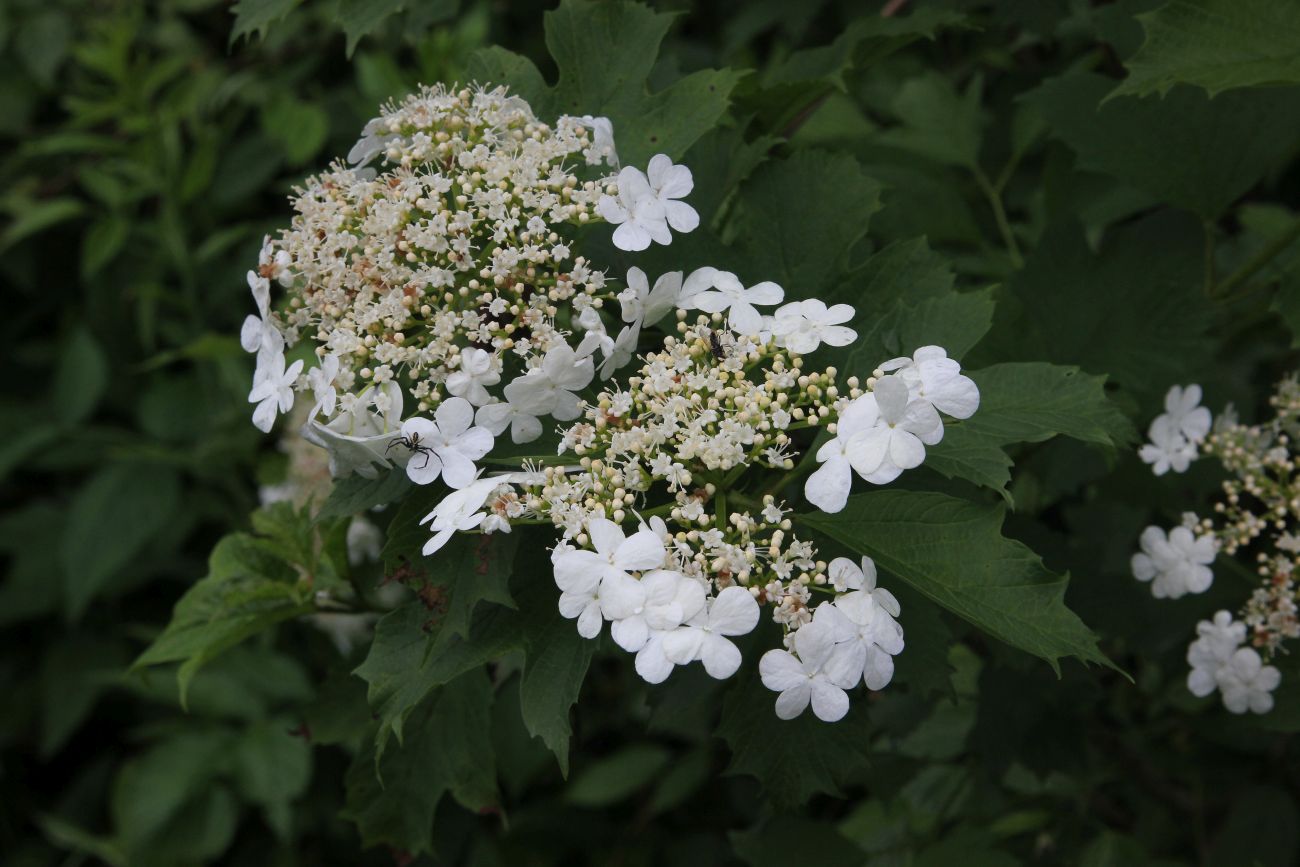 Image of Viburnum opulus specimen.