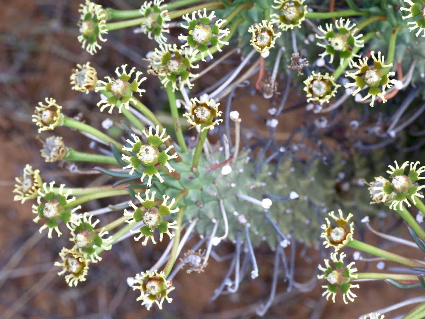 Изображение особи Euphorbia caput-medusae.