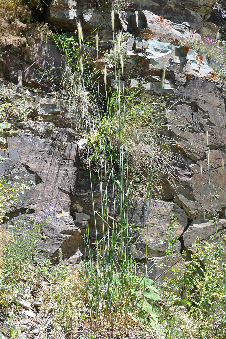 Image of Hordeum bulbosum specimen.