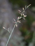 Poa glauca