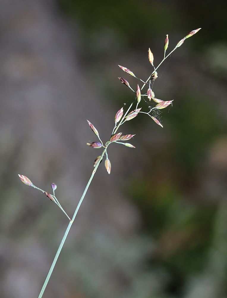 Изображение особи Poa glauca.