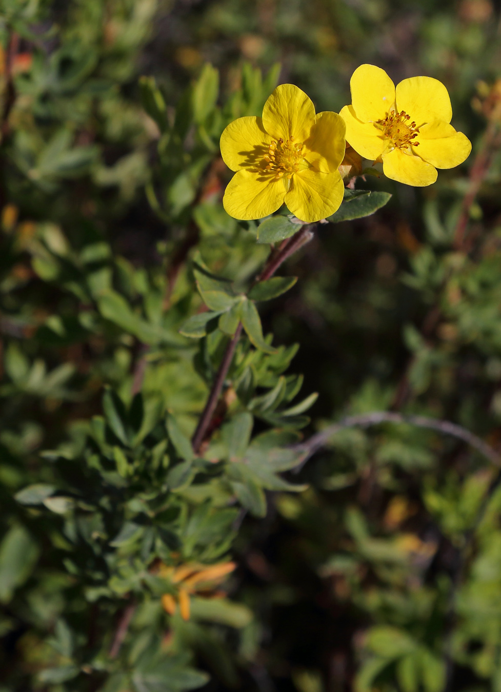 Image of Dasiphora fruticosa specimen.