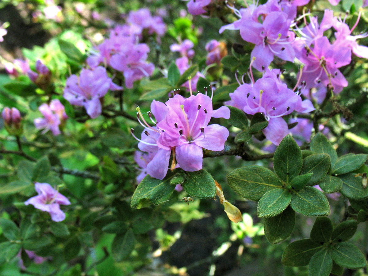 Изображение особи Rhododendron kiusianum.