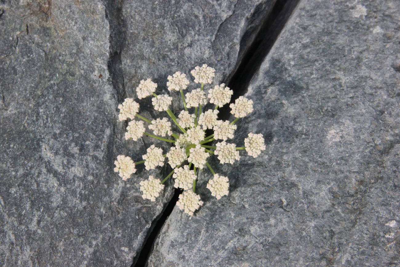 Image of Seseli buchtormense specimen.