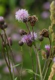 Cirsium setosum