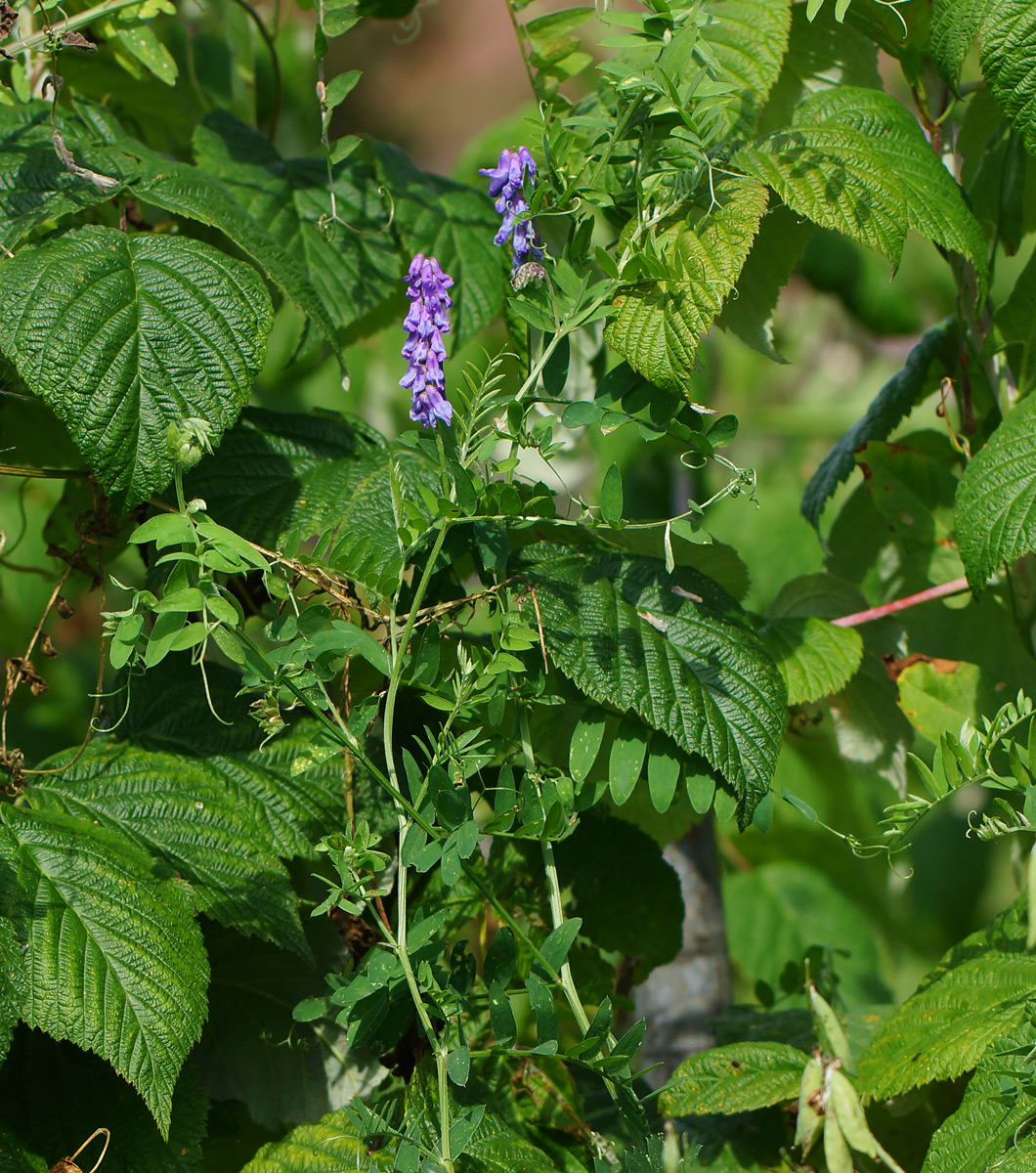 Изображение особи Vicia cracca.