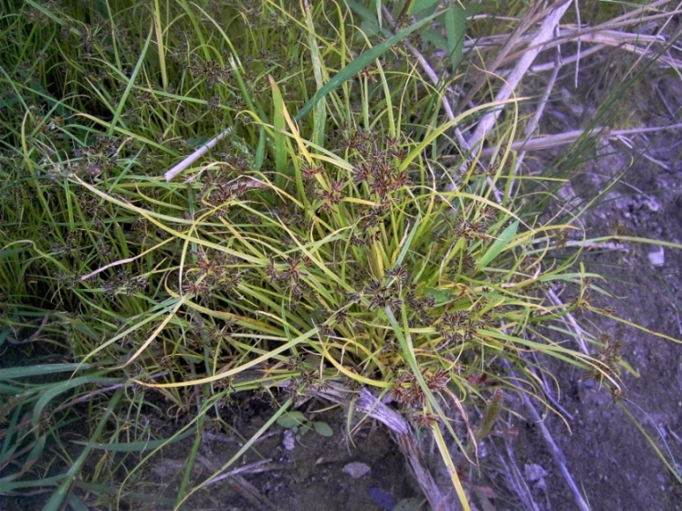Изображение особи Cyperus fuscus.