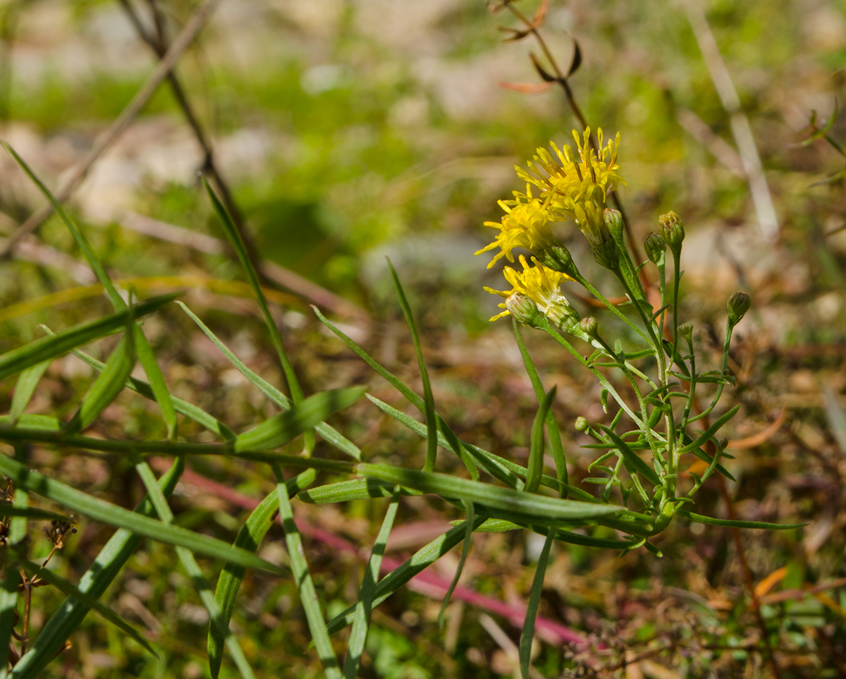 Image of Galatella biflora specimen.