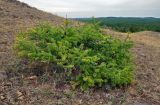 Larix sibirica