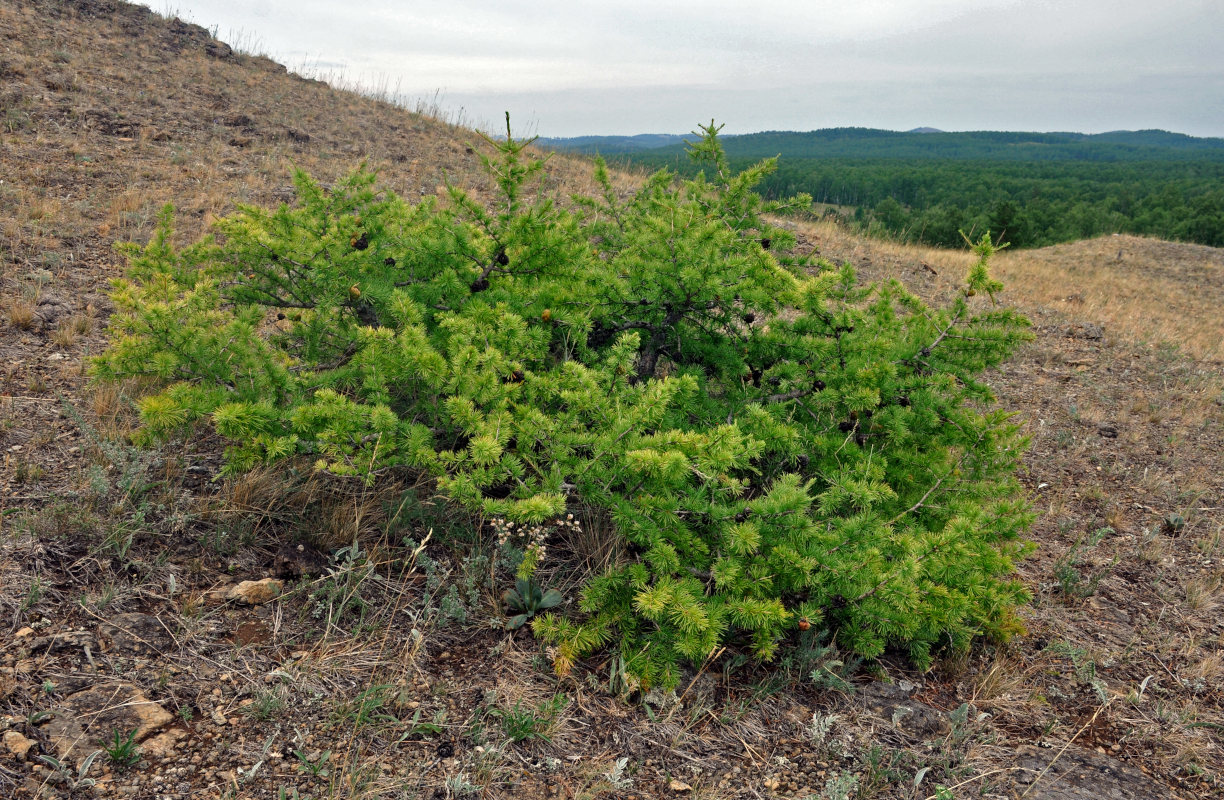 Image of Larix sibirica specimen.