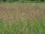 familia Poaceae. Верхушки плодоносящих растения. Иркутская обл., Иркутский р-н, р. Иркут, о. Беляева, луг. 29.06.2020.