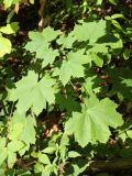 Acer platanoides. Молодое растение. Краснодарский край, Туапсинский р-н, западный склон горы Семашхо, в широколиственном лесу. 04.10.2020.